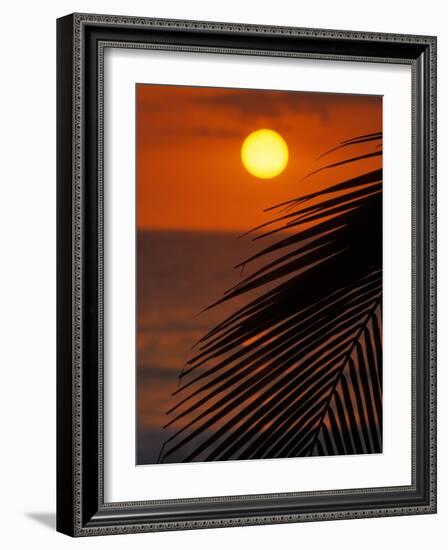 Palm at Sunset, Costa Rica-Michele Westmorland-Framed Photographic Print