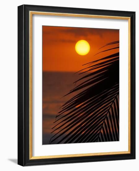 Palm at Sunset, Costa Rica-Michele Westmorland-Framed Photographic Print