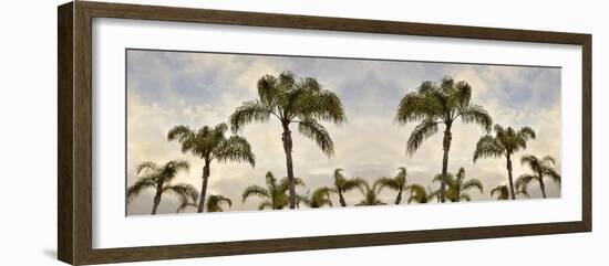 Palm Banner #2 - Color-Alan Blaustein-Framed Photographic Print