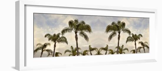 Palm Banner #2 - Color-Alan Blaustein-Framed Photographic Print