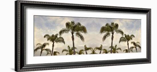 Palm Banner #2 - Color-Alan Blaustein-Framed Photographic Print
