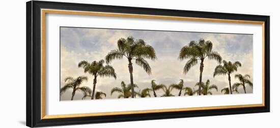 Palm Banner #2 - Color-Alan Blaustein-Framed Photographic Print