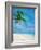 Palm Beach and Starfish-Ken Roko-Framed Art Print