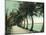 Palm Beach, Florida - Palm Walk Along Lake Worth-Lantern Press-Mounted Art Print