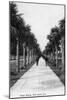 Palm Beach, Florida - Walking Down Ocean Avenue-Lantern Press-Mounted Art Print