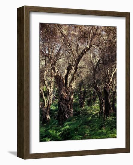 Palm Beach, Sunset-Thonig-Framed Photographic Print