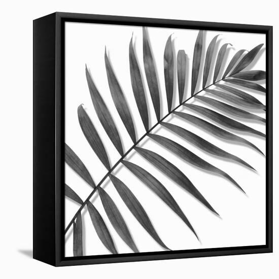 Palm Black and White II-Mia Jensen-Framed Stretched Canvas