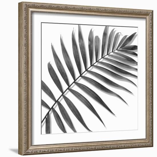 Palm Black and White II-Mia Jensen-Framed Art Print