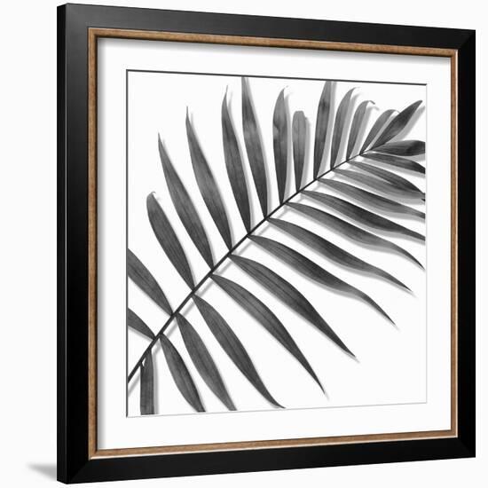 Palm Black and White II-Mia Jensen-Framed Art Print