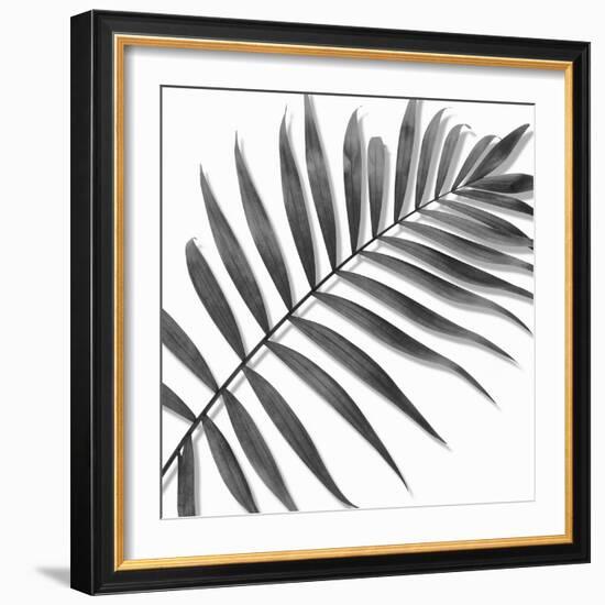 Palm Black and White II-Mia Jensen-Framed Art Print