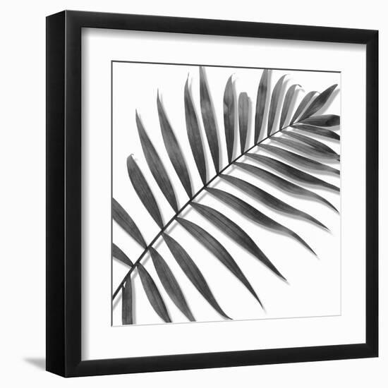 Palm Black and White II-Mia Jensen-Framed Art Print