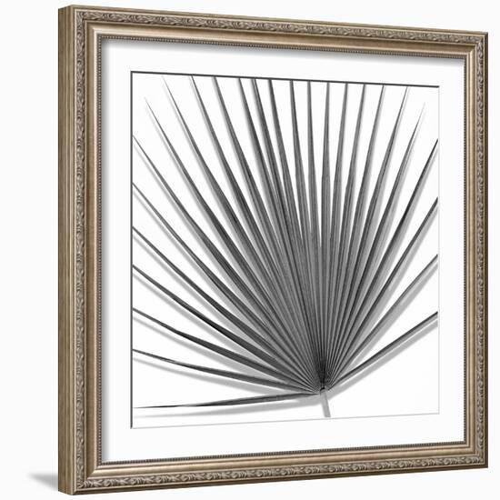 Palm Black and White III-Mia Jensen-Framed Art Print