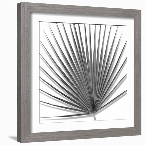 Palm Black and White III-Mia Jensen-Framed Art Print