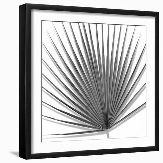 Palm Black and White III-Mia Jensen-Framed Art Print