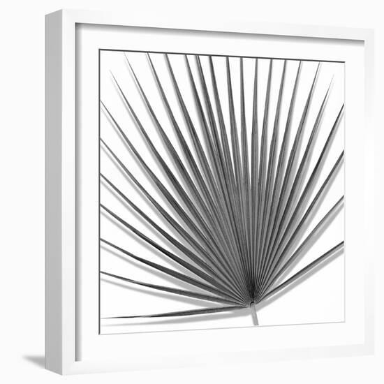 Palm Black and White III-Mia Jensen-Framed Art Print