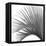 Palm Black and White IV-Mia Jensen-Framed Stretched Canvas