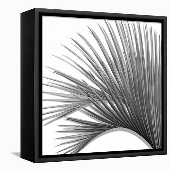 Palm Black and White IV-Mia Jensen-Framed Stretched Canvas