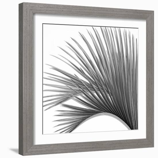 Palm Black and White IV-Mia Jensen-Framed Art Print