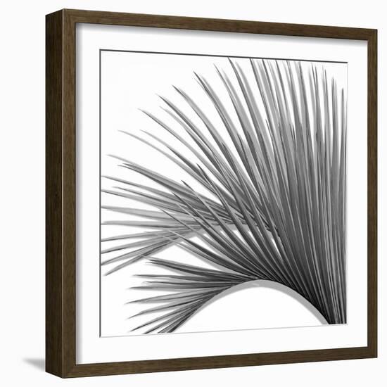 Palm Black and White IV-Mia Jensen-Framed Art Print