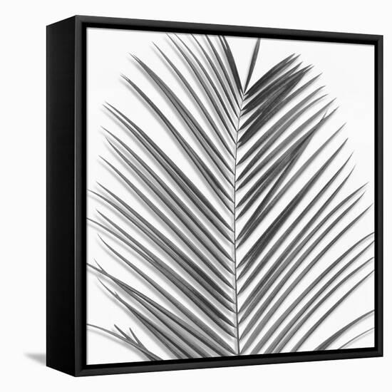 Palm Black and White V-Mia Jensen-Framed Stretched Canvas