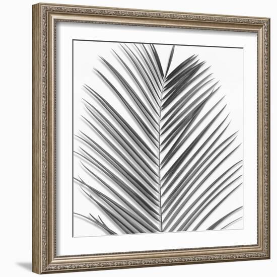 Palm Black and White V-Mia Jensen-Framed Art Print