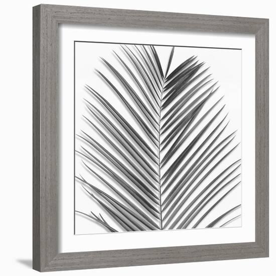 Palm Black and White V-Mia Jensen-Framed Art Print