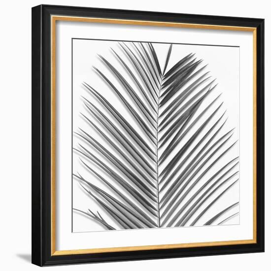 Palm Black and White V-Mia Jensen-Framed Art Print