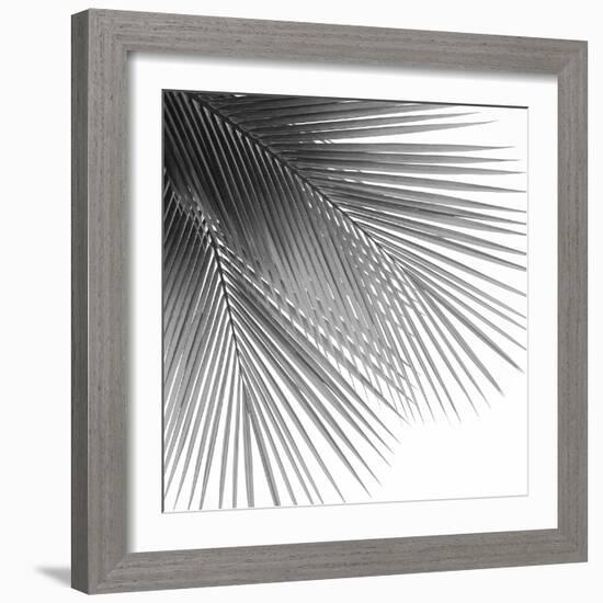 Palm Black and White VI-Mia Jensen-Framed Art Print