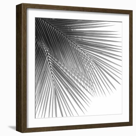 Palm Black and White VI-Mia Jensen-Framed Art Print