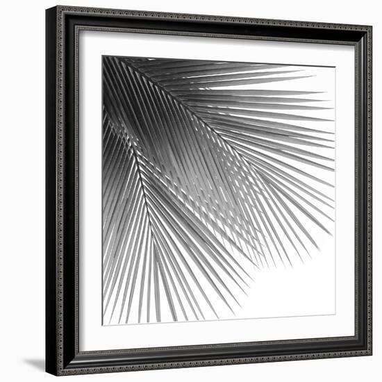 Palm Black and White VI-Mia Jensen-Framed Art Print