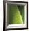 Palm Blades-Ken Bremer-Framed Limited Edition