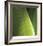 Palm Blades-Ken Bremer-Framed Limited Edition