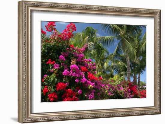 Palm Bougainvillea-Robert Goldwitz-Framed Photographic Print