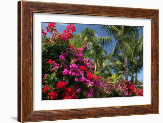 Palm Bougainvillea-Robert Goldwitz-Framed Photographic Print