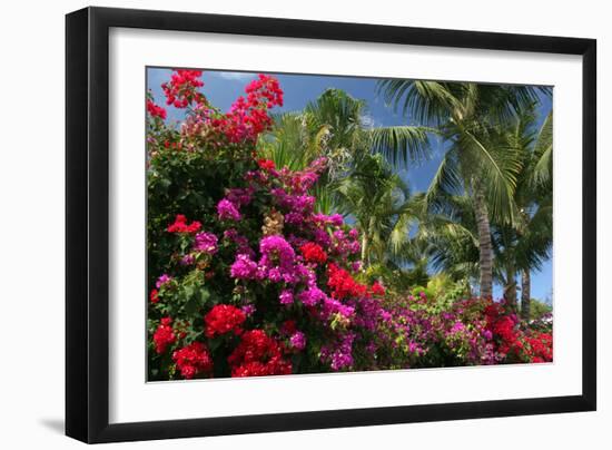 Palm Bougainvillea-Robert Goldwitz-Framed Photographic Print