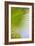 Palm Branch-Karyn Millet-Framed Photo