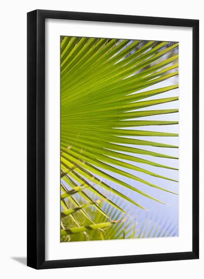 Palm Branch-Karyn Millet-Framed Photo