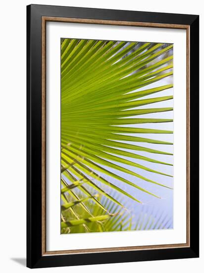 Palm Branch-Karyn Millet-Framed Photo