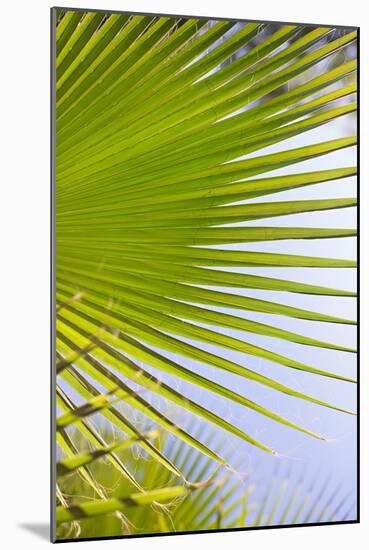 Palm Branch-Karyn Millet-Mounted Photo