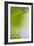 Palm Branch-Karyn Millet-Framed Photo