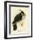 Palm Cockatoo, 1891-Gracius Broinowski-Framed Giclee Print