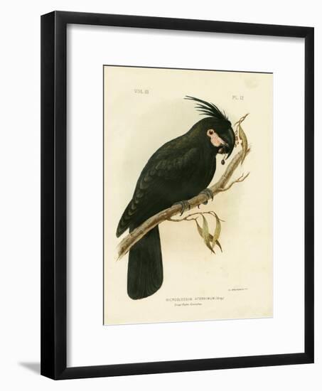 Palm Cockatoo, 1891-Gracius Broinowski-Framed Giclee Print