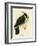 Palm Cockatoo, 1891-Gracius Broinowski-Framed Giclee Print