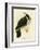 Palm Cockatoo, 1891-Gracius Broinowski-Framed Giclee Print