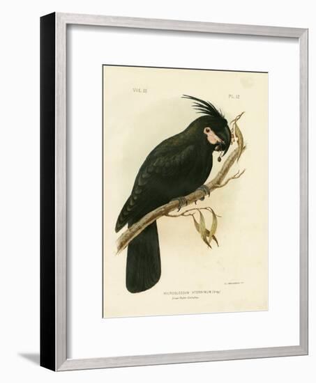 Palm Cockatoo, 1891-Gracius Broinowski-Framed Giclee Print