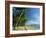 Palm Cove with Double Island Beyond, North of Cairns, Queensland, Australia, Pacific-Robert Francis-Framed Photographic Print