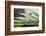 Palm Drops in Chocolate-Heidi Westum-Framed Photographic Print