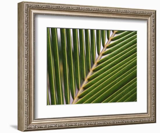 Palm, Fiji-David Wall-Framed Photographic Print