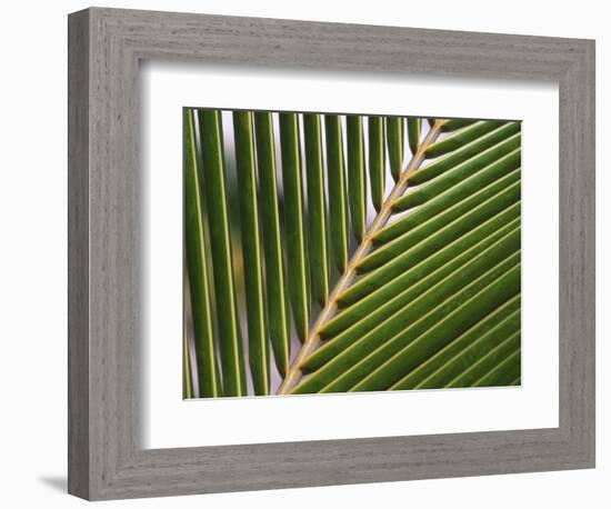 Palm, Fiji-David Wall-Framed Photographic Print