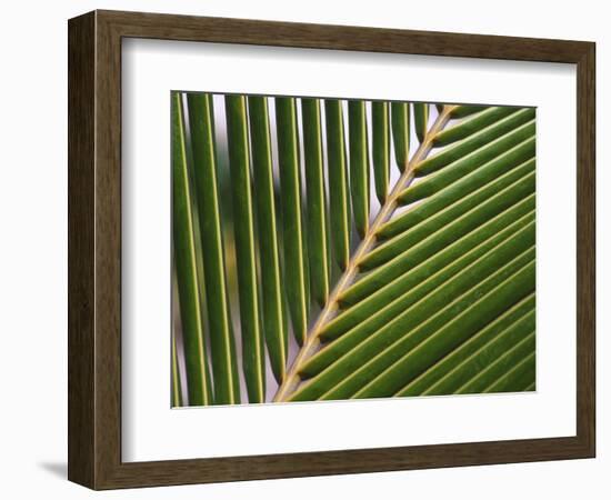 Palm, Fiji-David Wall-Framed Photographic Print